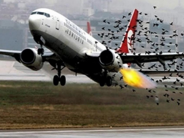 Chim va làm vỡ ống dầu thuỷ lực máy bay