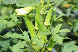 Ẩm thực - Đậu bắp được mệnh danh “nhân sâm xanh” nhưng 2 người này nên ăn ít