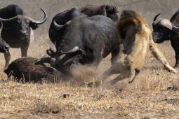 Media - Loài động vật nguy hiểm bậc nhất thế giới mang danh "cái chết đen"