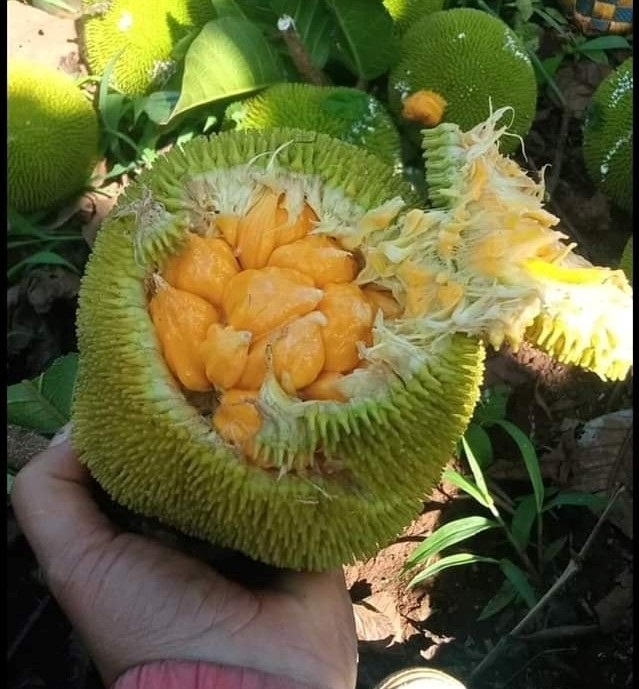 Mít rừng đang được bán với giá 55 nghìn đồng/kg tại Hà Nội.
