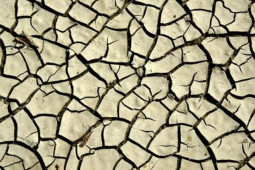 Sức khỏe đời sống - Khô, bong tróc dương vật có thể là dấu hiệu của nhiều bệnh