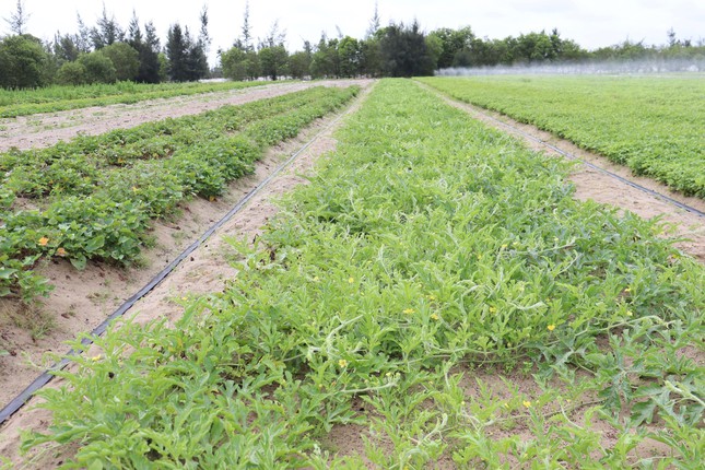Những luống rau xanh được người dân trồng trên khu vực đất cát bạc màu ở xã Thạch Văn.