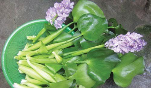 Top 5 vegetables "longevity"  loved by the world, has many magical uses, but Vietnamese people do not know how to eat - 5