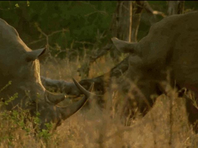 Media - Những trận kịch chiến của những "thợ săn" trong thế giới tự nhiên