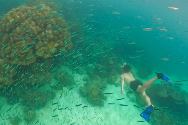 Scuba diving to see the coral in Phuket is so beautiful that you don't want to go ashore - 4