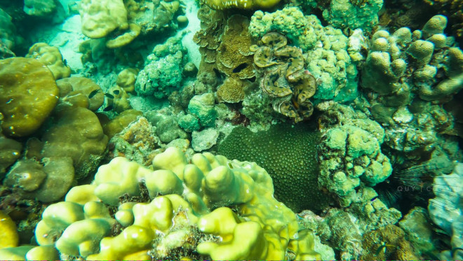 Scuba diving to see the coral in Phuket is so beautiful that you don't want to go ashore - 6