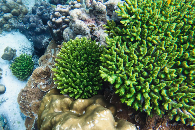 Scuba diving to see the coral in Phuket is so beautiful that you don't want to go ashore - 5
