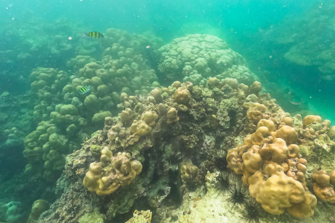 Scuba diving to see the coral in Phuket is so beautiful that you don't want to go ashore - 10