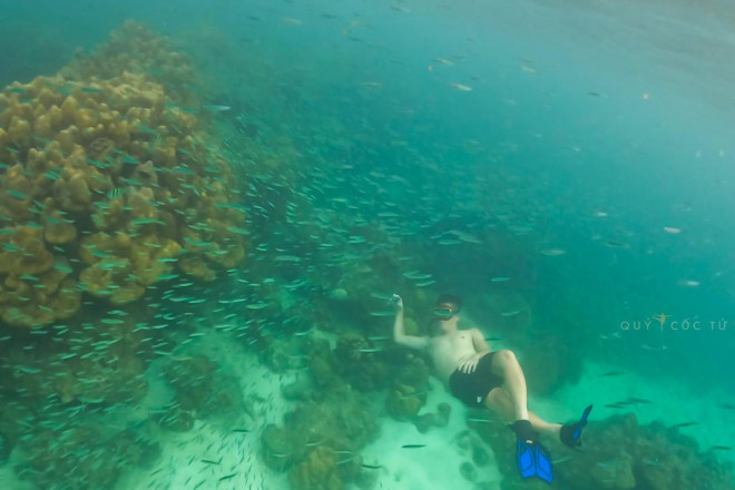 Scuba diving to see coral in Phuket is so beautiful that you don't want to go ashore - 9