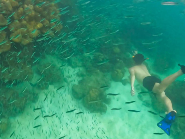 Du lịch - Lặn biểm ngắm san hô ở Phuket đẹp đến không muốn lên bờ