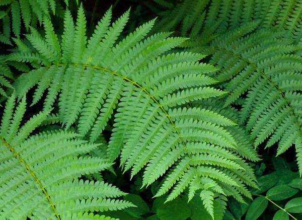 Another luck of the woman who fell into the cliff in Yen Tu is the season of ferns growing but not eating this poisonous fern - 1
