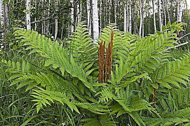 Another luck of the woman who fell into the cliff in Yen Tu is the season of ferns growing but not eating this poisonous fern - 2
