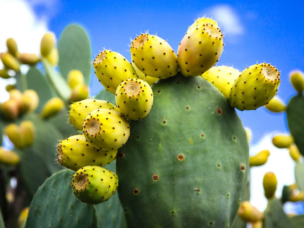 Once a cheap wild fruit, now it's an expensive fruit in the supermarket - 4