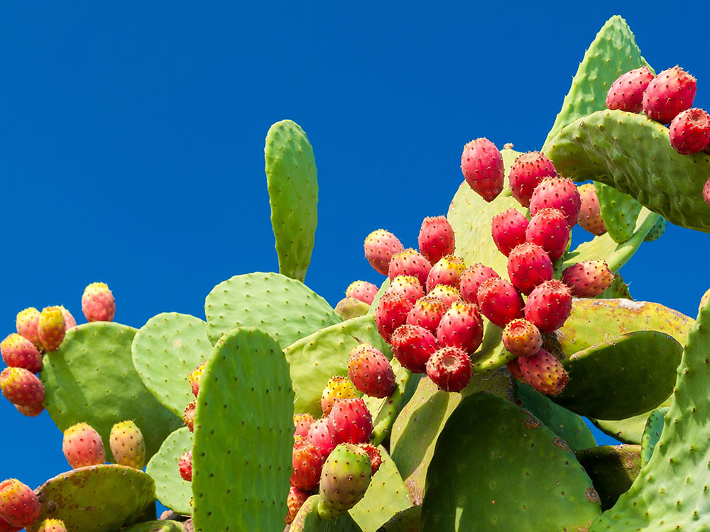 Once a cheap wild fruit, now it's an expensive fruit in the supermarket - 7