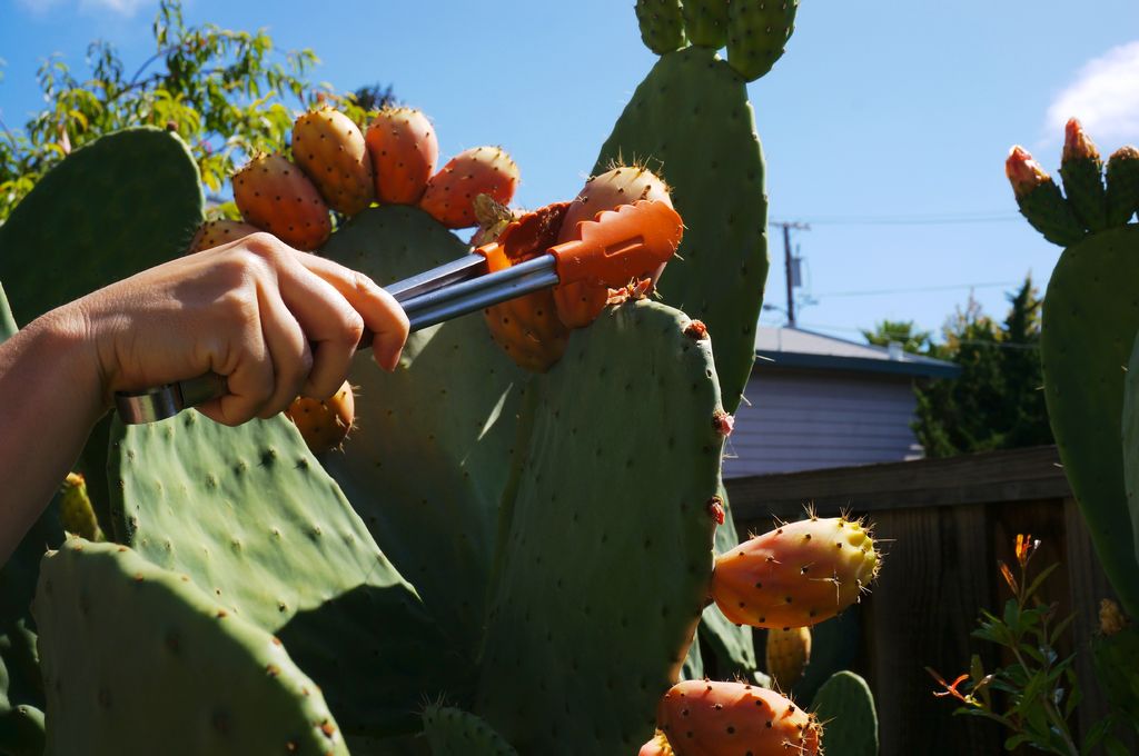 Once a cheap wild fruit, now it's an expensive fruit in the supermarket - 8