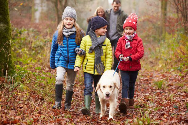 Hepatitis "mysterious"  In children: High risk of transmission from dogs - 4
