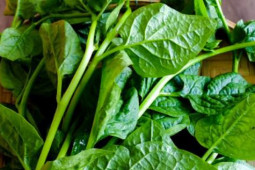 Sức khỏe đời sống - Rau mồng tơi không chỉ giúp giải nhiệt mà còn nhiều công dụng quý với sức khỏe