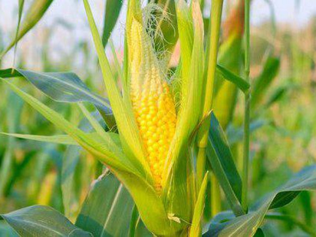 Sức khỏe đời sống - 16 món ăn, bài thuốc từ cây ngô đồng tốt cho sức khỏe