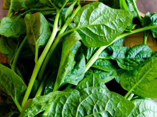 Sức khỏe đời sống - Rau mồng tơi không chỉ giúp giải nhiệt mà còn nhiều công dụng quý với sức khỏe