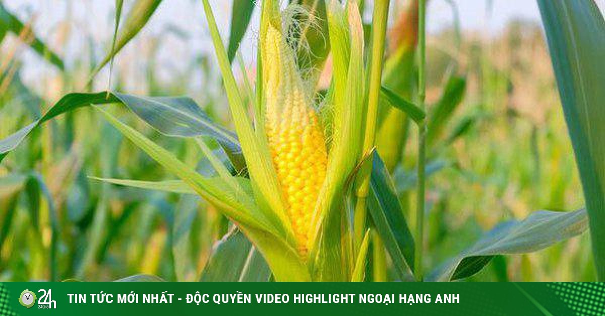 16 dishes and remedies from corn plants are good for health-Life’s health