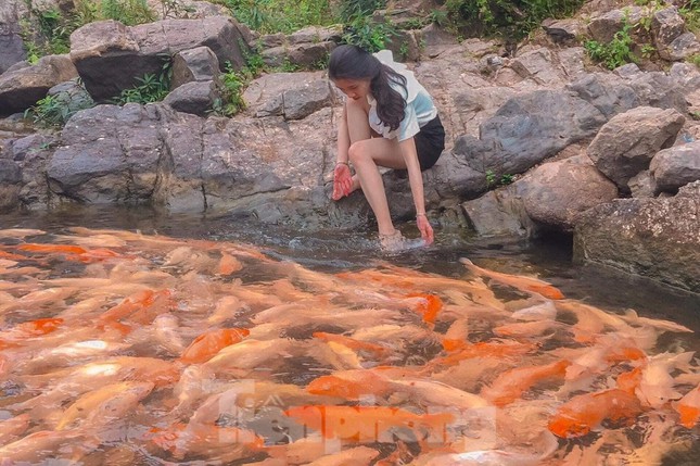 'Thả dáng' bên dòng suối hàng chục nghìn con cá vàng ở Nghệ An - 9