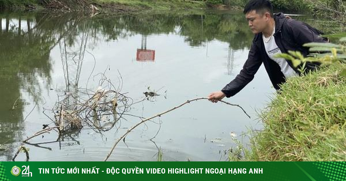 Forming a team to examine the cause of mass fish deaths on the Bau Giang River