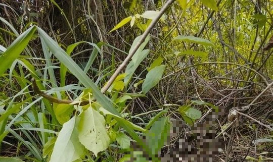 Khu vực phát hiện thi thể người đàn ông phân huỷ