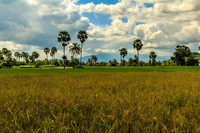 Ở Kampot không có nhiều hoạt động, nhưng có nhiều điều bạn có thể khám phá ở vùng nông thôn xung quanh. 
