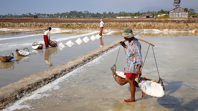 Kampot cũng là nơi sản xuất muối và hạt tiêu. Các cánh đồng muối ở ngay bên ngoài thị trấn. Nước muối từ biển cách đó 5 km được đưa vào các cánh đồng muối và sấy khô cho đến khi các tinh thể muối hình thành. Cánh đồng muối sẽ trở thành một cảnh đẹp khi bình minh.
