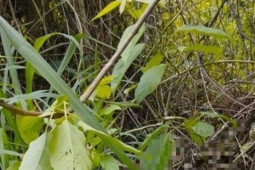 Bí ẩn cái chết của người đàn ông dưới chân núi Chứa Chan