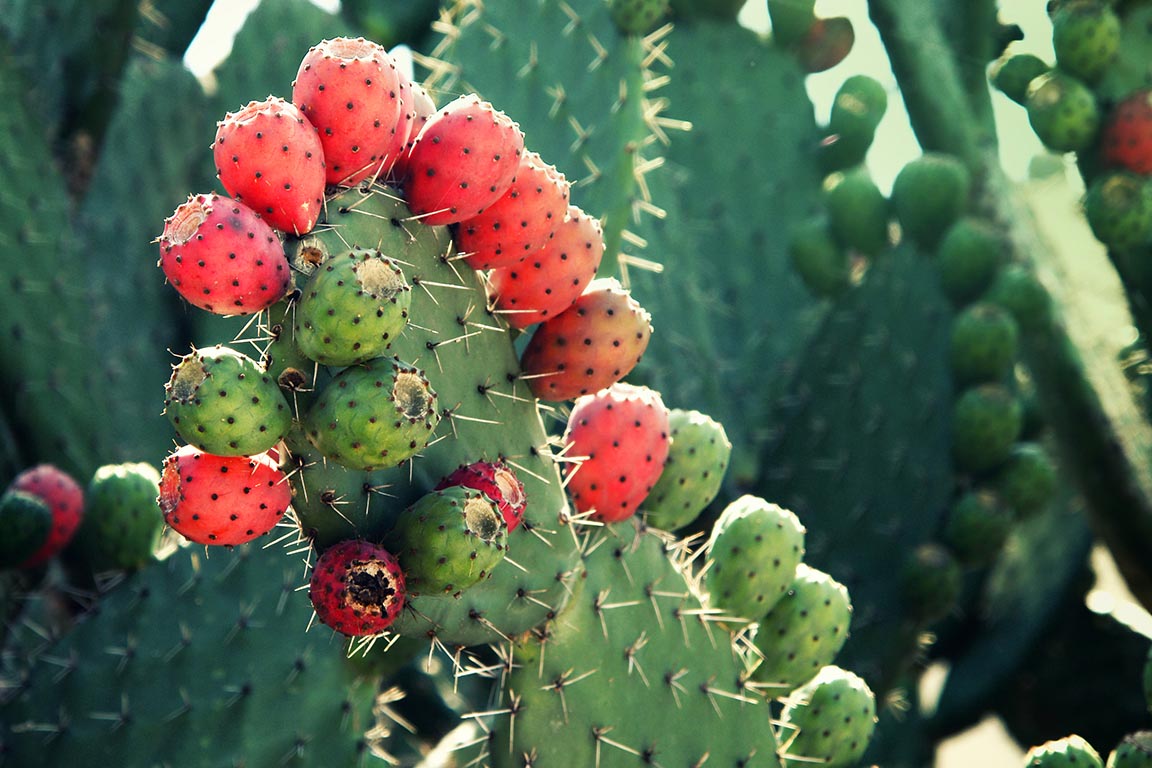 The most famous wild plant in Mexico, appearing in the national flag of this country - 6