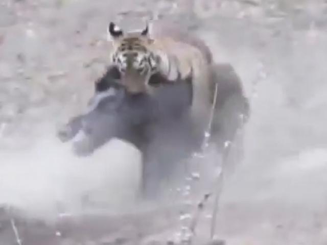 Media - Clip: Phục kích thông minh, mãnh hổ "nhanh như cắt" hạ sát lợn rừng