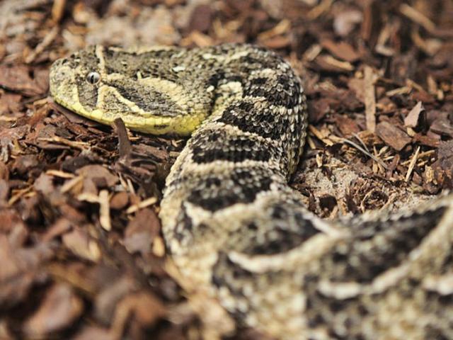 Thế giới - Malaysia: Trông chừng rắn kịch độc giúp bạn, không ngờ lãnh cái kết thảm