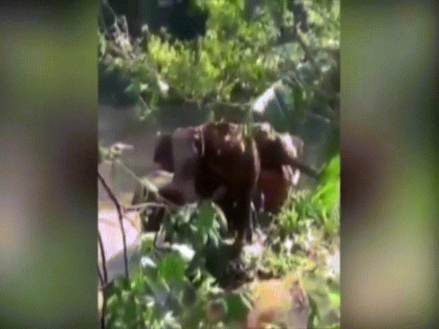 Video: Khoảnh khắc voi mẹ cảm tạ người tốt bụng cứu sống voi con