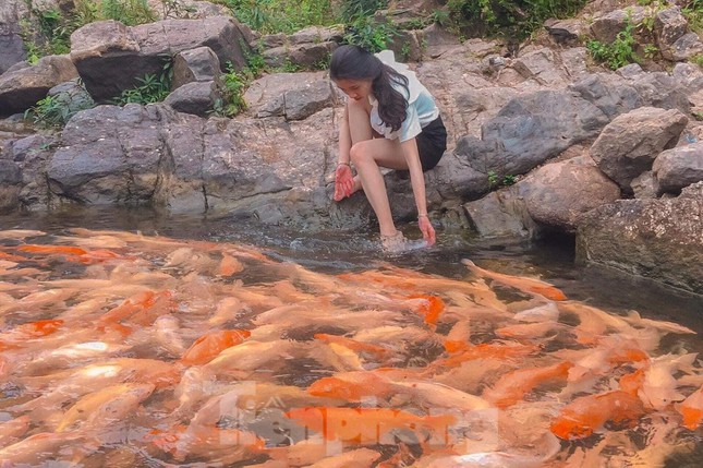 'Let loose'  by the stream tens of thousands of goldfish in Nghe An - 9
