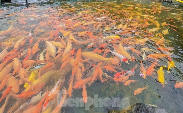 'Let loose'  by the stream tens of thousands of goldfish in Nghe An - 8