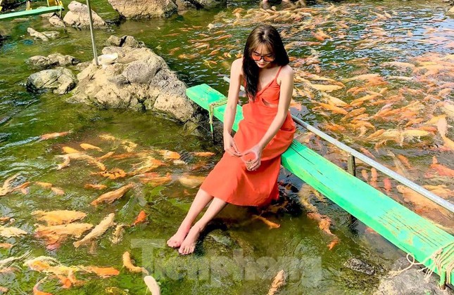 'Let loose'  by the stream tens of thousands of goldfish in Nghe An - 6