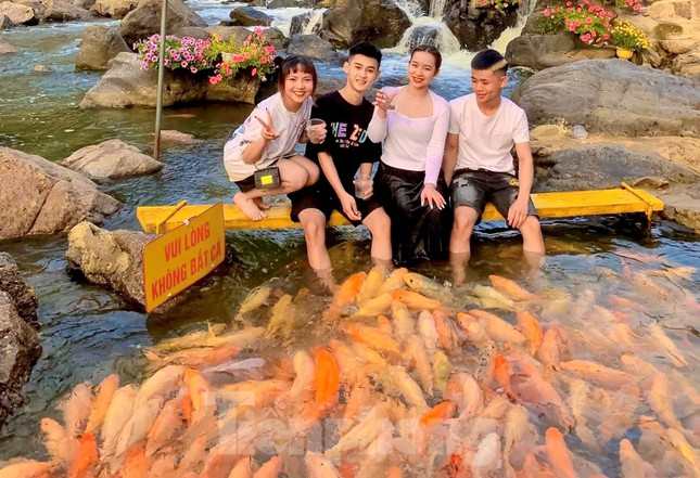 'Let loose'  by the stream tens of thousands of goldfish in Nghe An - 2