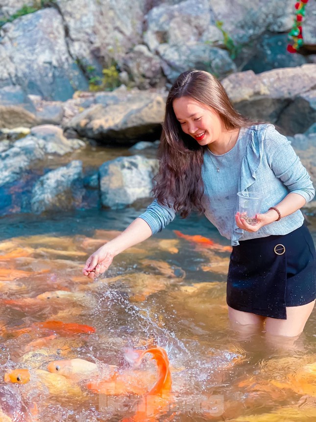 'Let loose'  by the stream tens of thousands of goldfish in Nghe An - 3