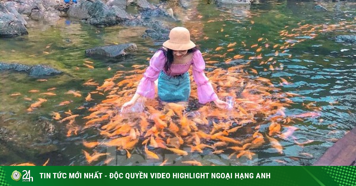 ‘Loose shape’ by the stream of tens of thousands of goldfish in Nghe An-Travel