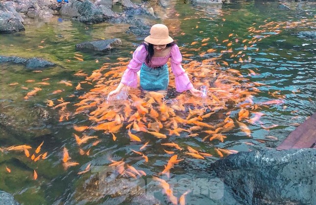 'Let loose'  by the stream tens of thousands of goldfish in Nghe An - 5