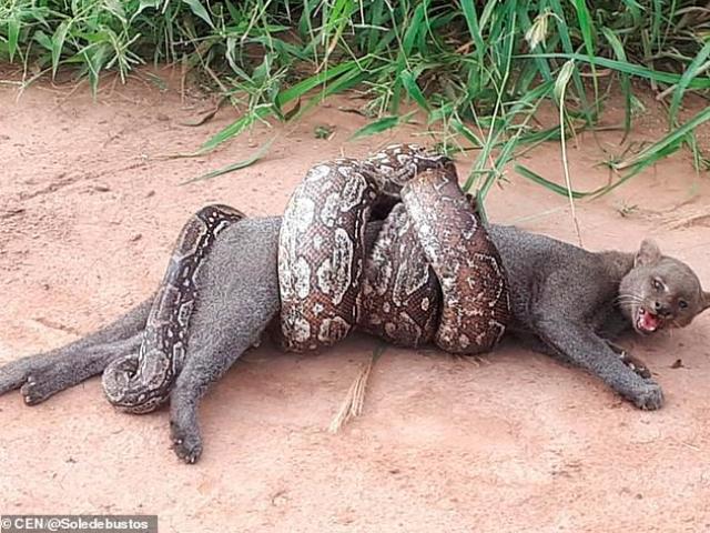 Media - Clip: Trăn khủng hạ sát mèo rừng