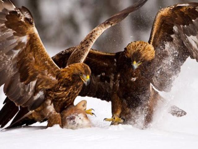 Media - Màn tranh mồi đầy kịch tính của hai "nữ hoàng không trung"