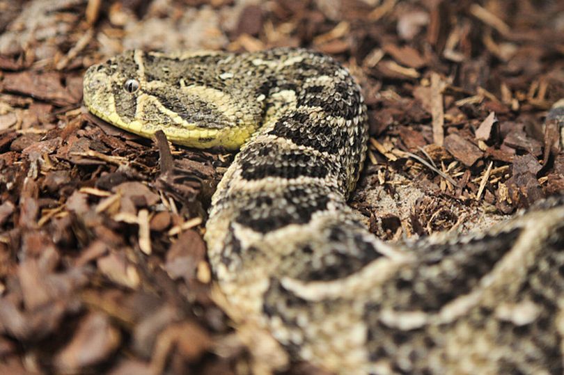 Rắn phì Puff Adder được mệnh danh là "cỗ quan tài sống".