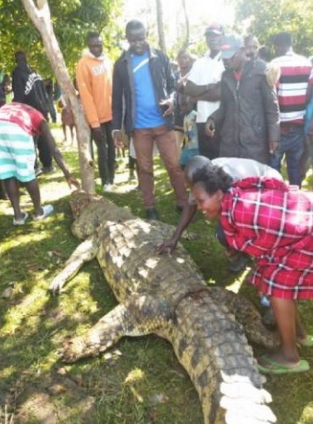 Con cá sấu khổng lồ bị người dân địa phương ở Kenya giết chết.