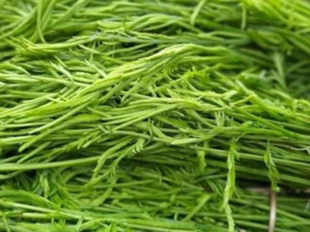 Thị trường - Tiêu dùng - 4 loại rau mọc hoang đắt hơn thịt, lên rừng hái đổi lấy bộn tiền