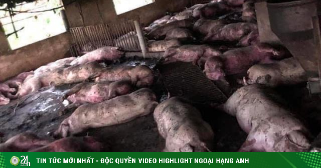 200 pigs died in an instant because of a terrifying natural phenomenon