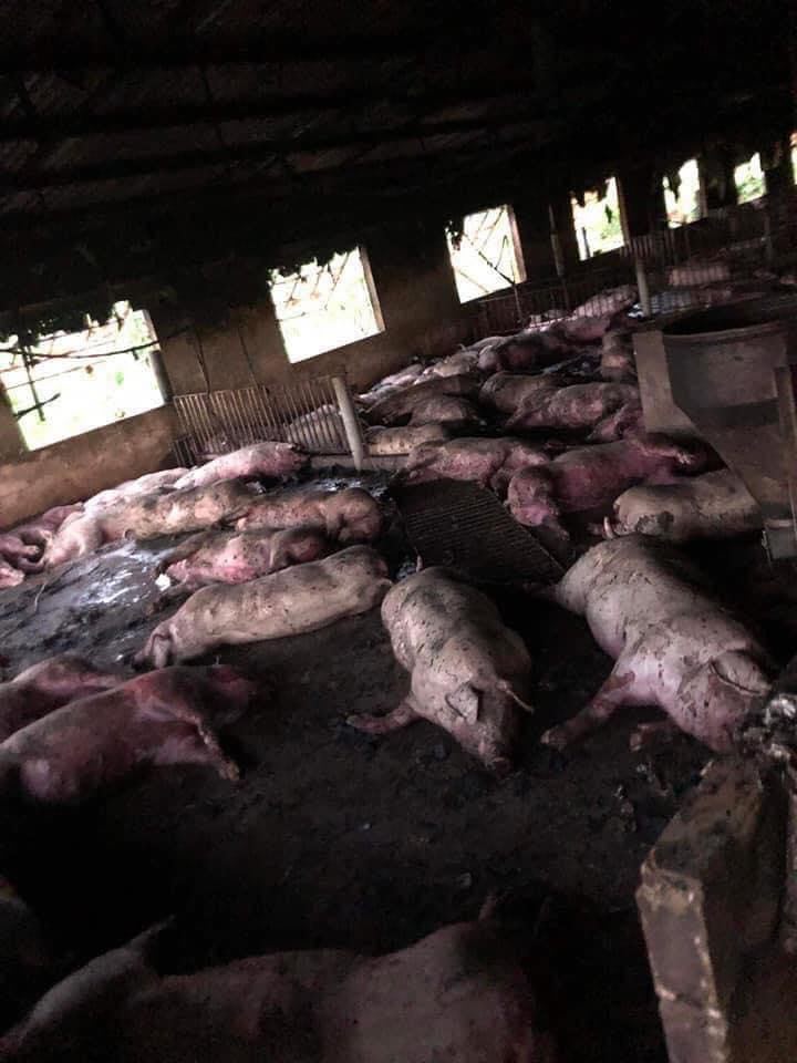 200 con lợn chết trong phút chốc vì hiện tượng tự nhiên kinh hoàng - 1