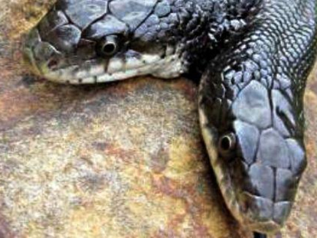 Phi thường - kỳ quặc - Kỳ lạ cách các chuyên gia cho rắn 2 đầu ăn uống