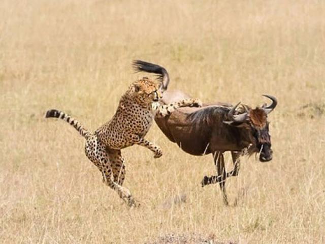 Media - Chạy "xé gió", linh dương đầu bò vẫn bị đàn báo hạ sát